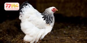 Các Giống Gà Đá Hay Tại Việt Nam Được Đánh Giá Cao Hiện Nay