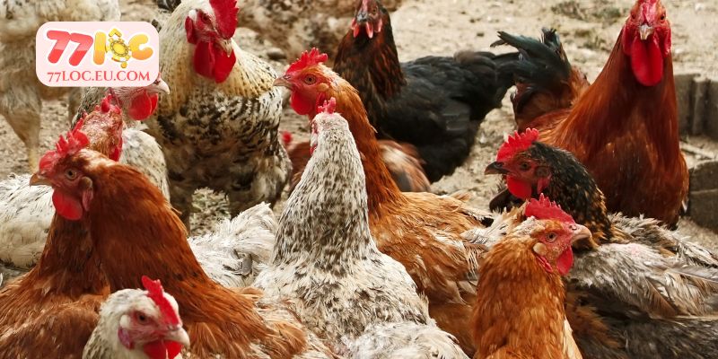 Các giống gà đá hay bạn nên biết