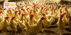 Cách Chăm Sóc Gà Đá To Lớn, Đấu Khỏe Và Nhanh Lớn Nhất