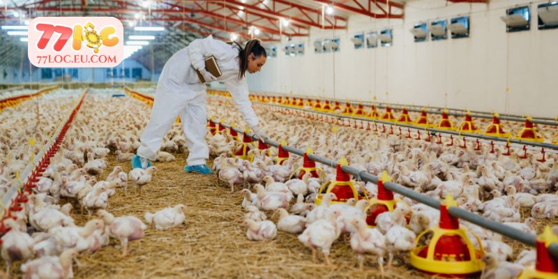 Khái quát về cách chăm sóc gà đá 77LOC