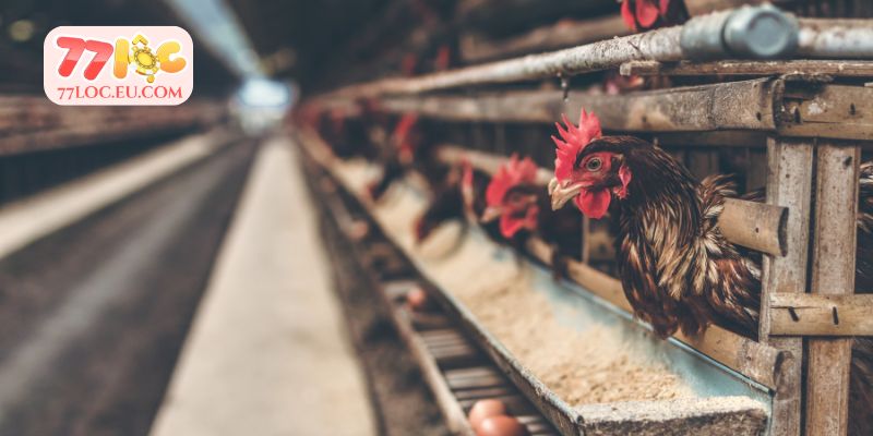 Những điều cần chú ý khi chăn nuôi gà chiến